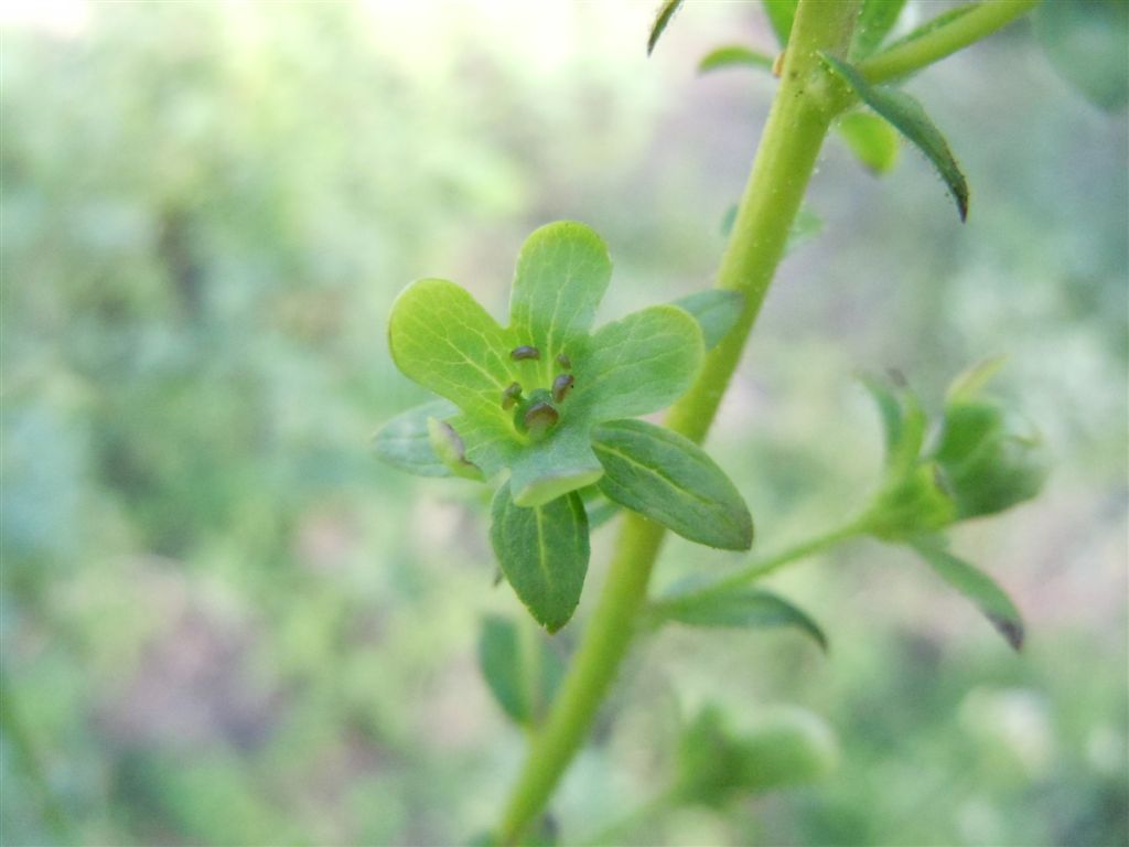 Verbascum blattaria
